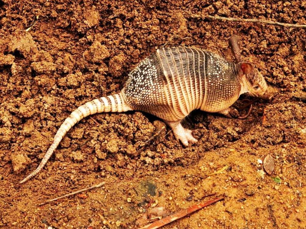 Photograph by Wallace Ribeiro de Jesus