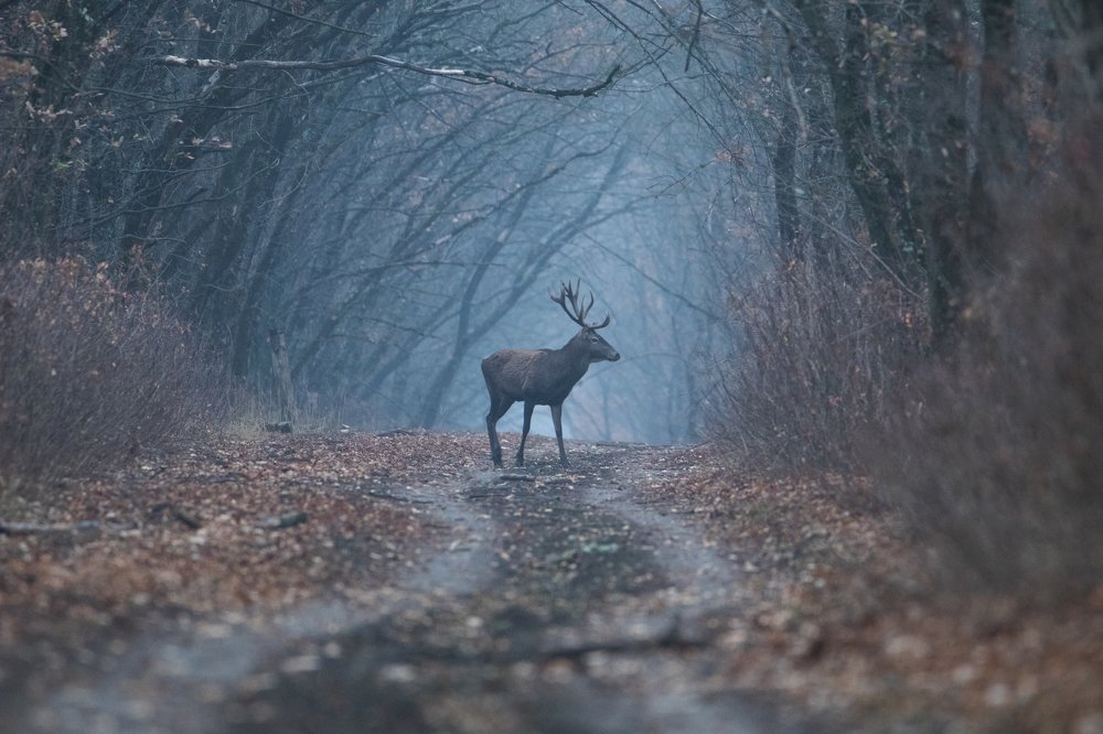 Фотография автора Цветков Сергей