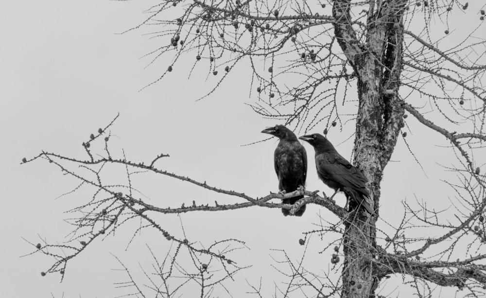 Photograph by Рузаев Дмитрий