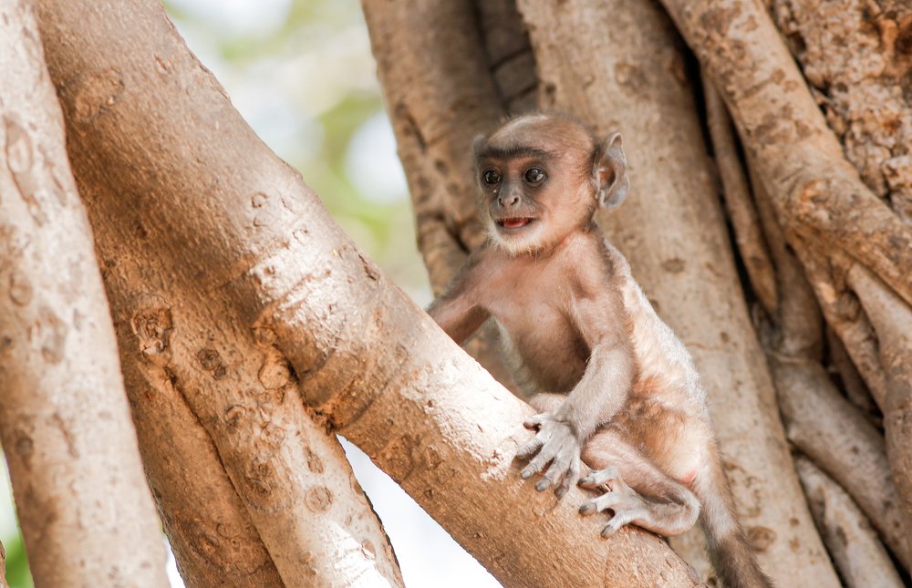 Photograph by Sunil Manikkath