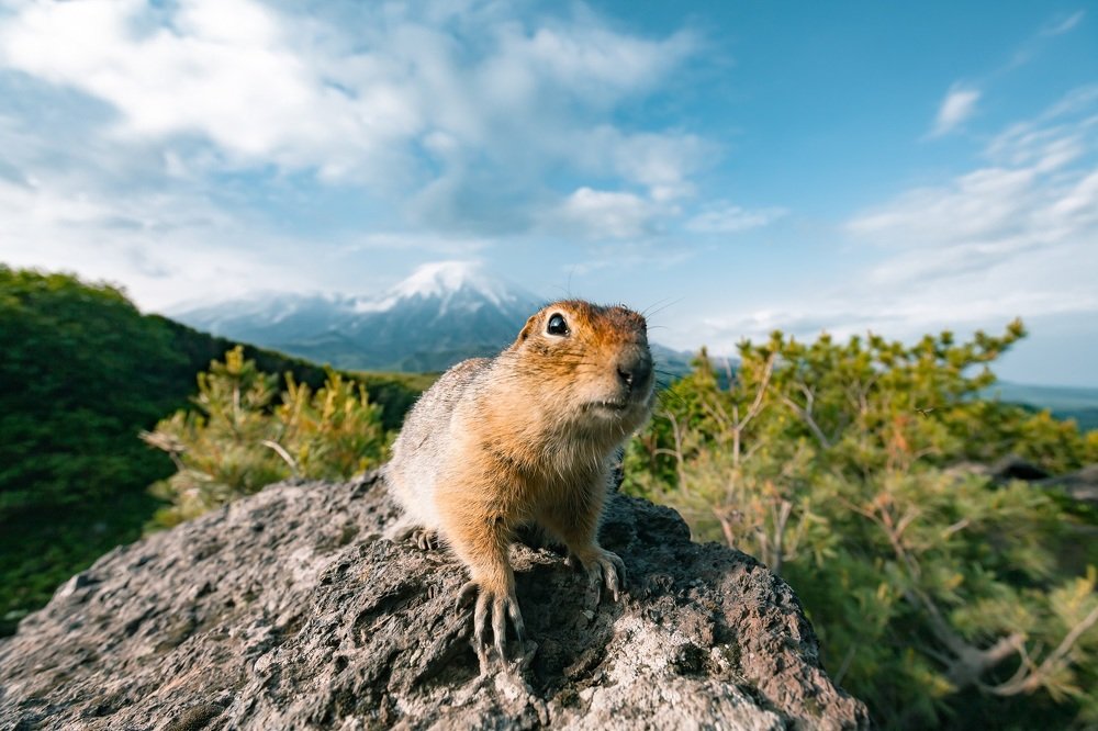 Камчатский друг