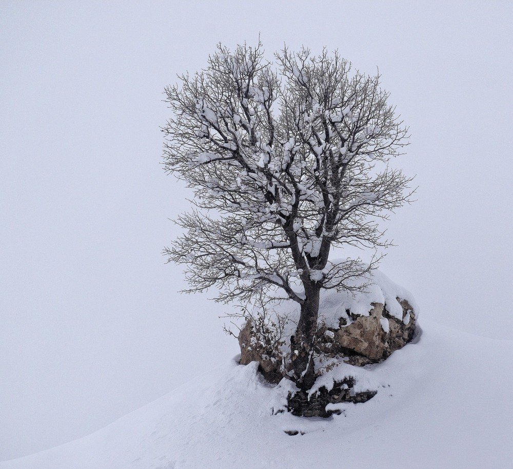 Photograph by porya sahraei
