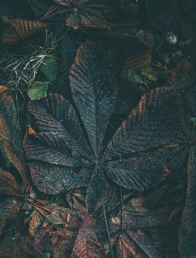 Осенняя листва