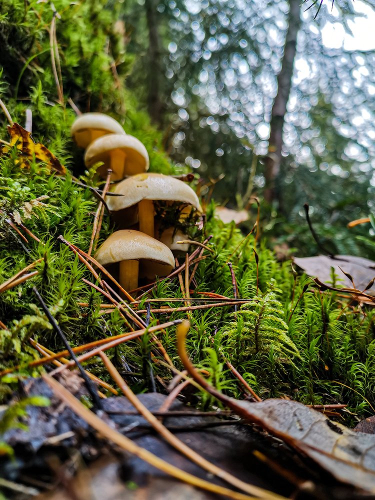 Семейство грибов