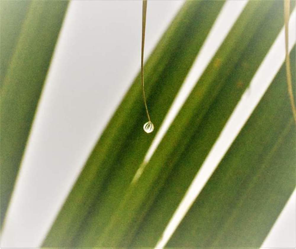 Photograph by Hassan Dastgir