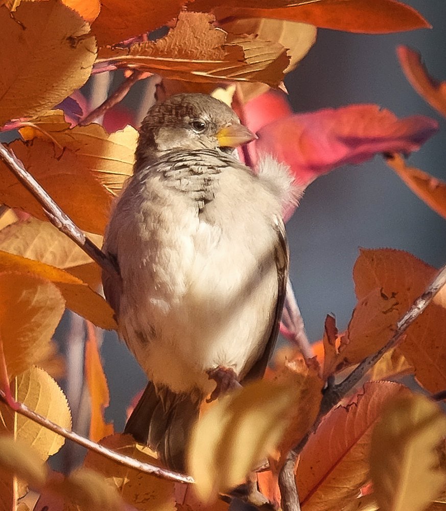 Портрет воробья