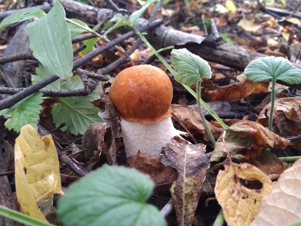 Фотография автора Виктор Конев