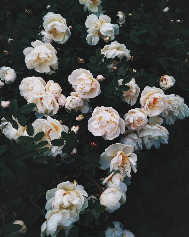 Photograph by Наталья Рюрикова