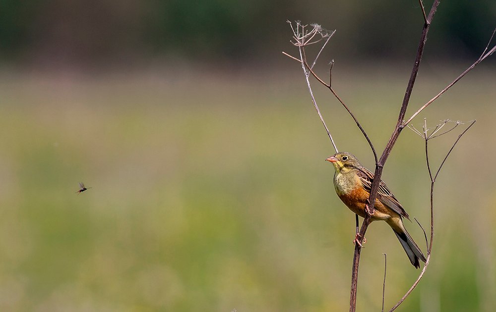 Photograph by Александр Широких