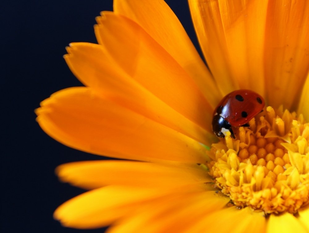 Photograph by Nino Sozashvili