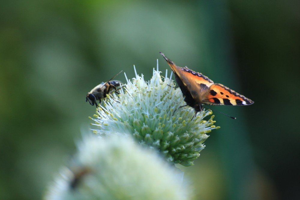 Photograph by Алина Зайцева