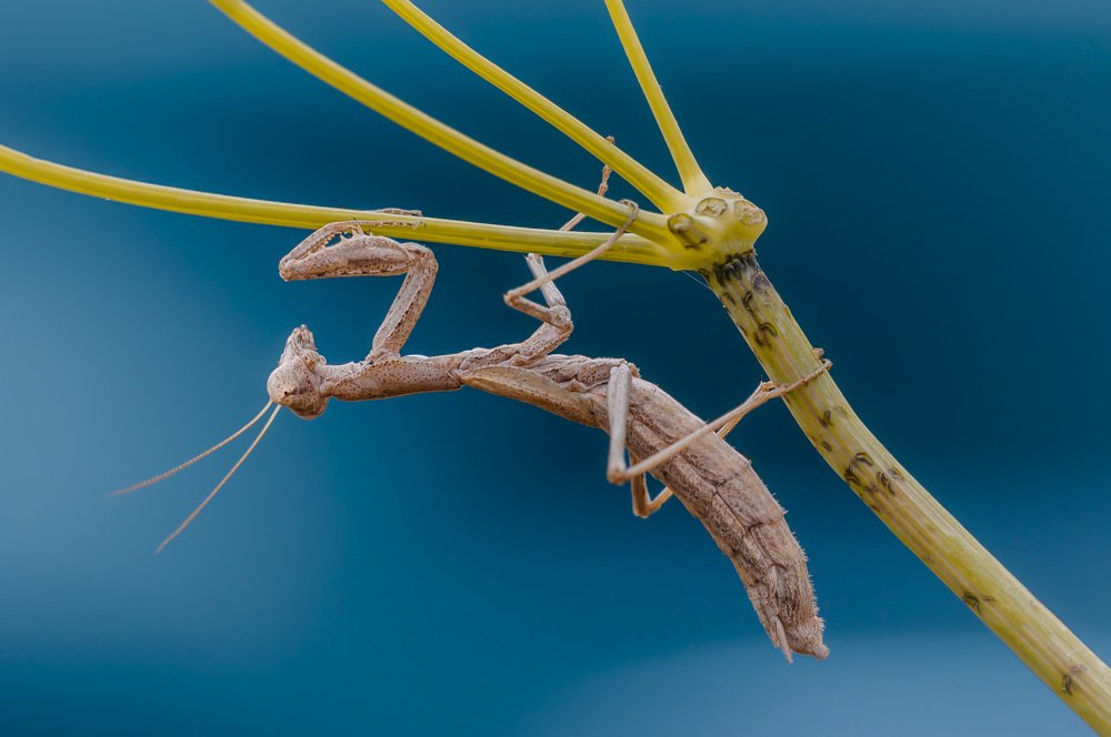 Photograph by Corrado Trelanzi