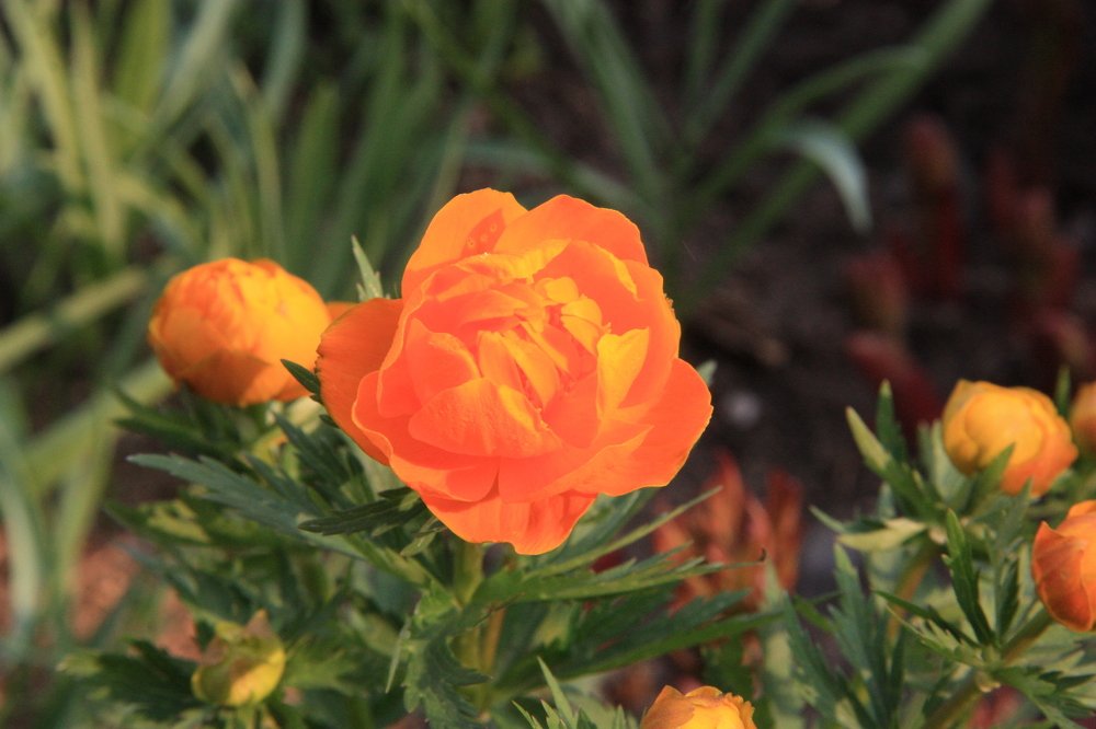 цвет ты мой ясный