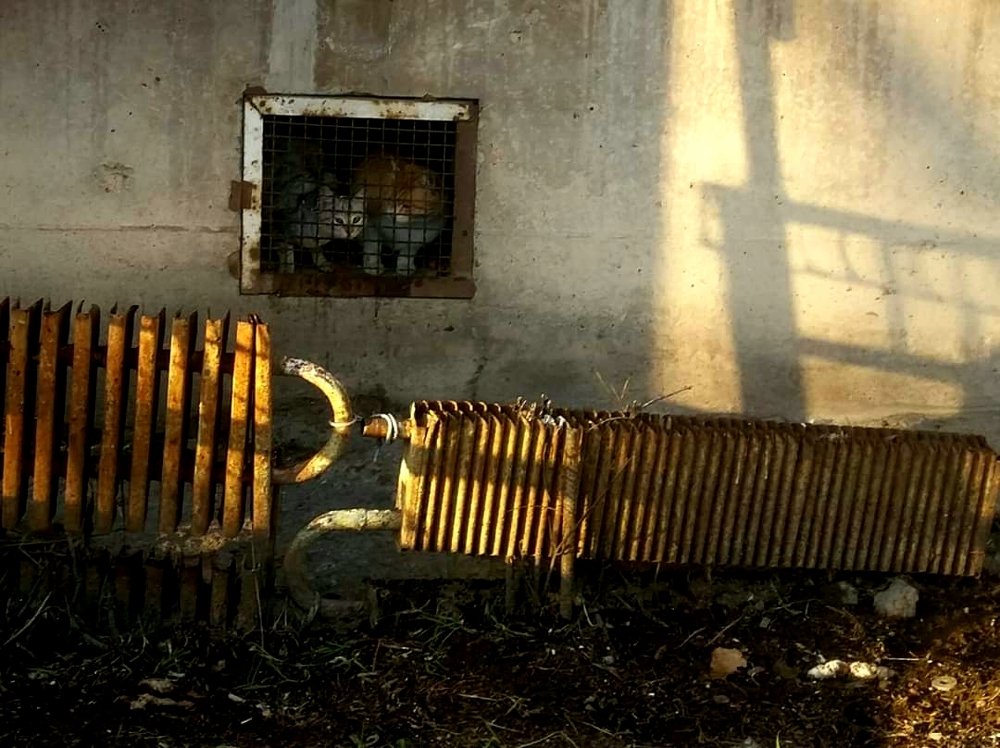 Photograph by Марина Рафаелян