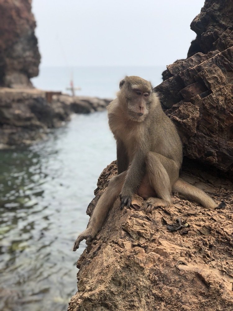 Monkey posing at Ko Larn island, Thailand