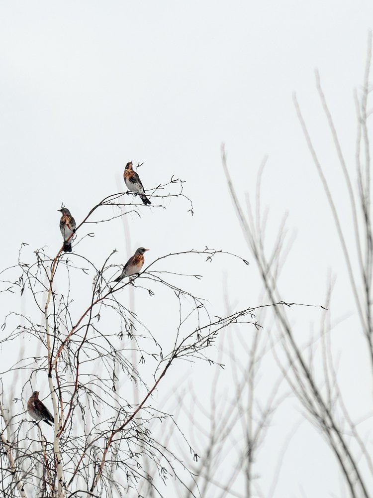 Photograph by Светлана Шибаршина