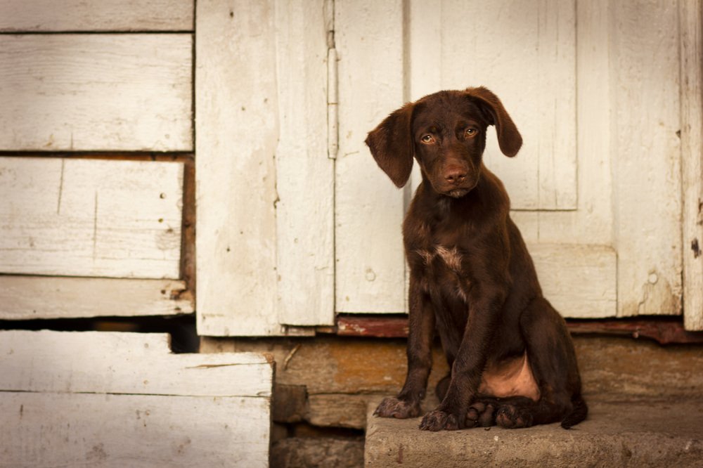 Милый Рокки