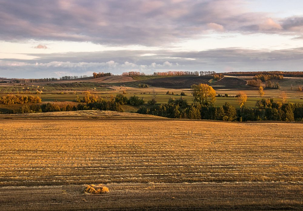 Бархат полей