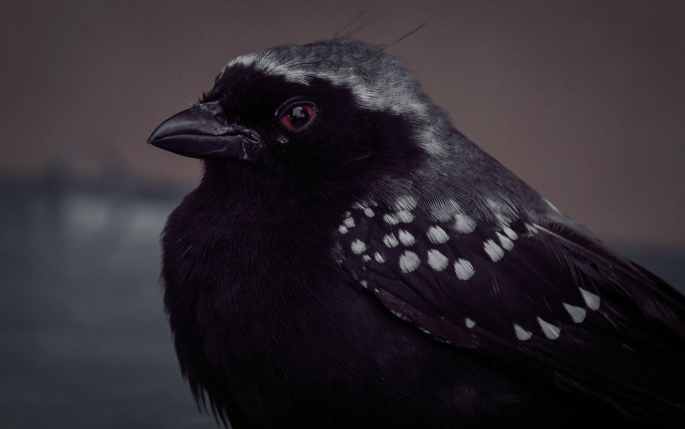 Photograph by Michael Nnitor