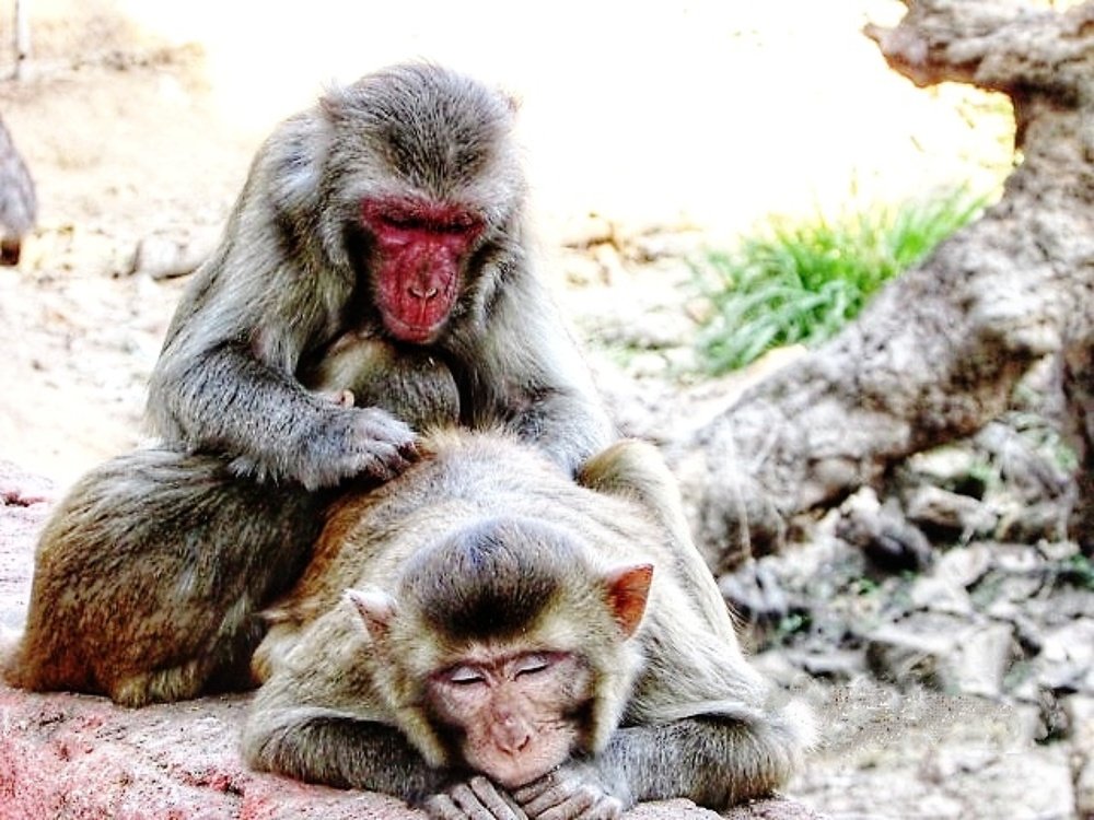 Photograph by Monuj Kr Dutta