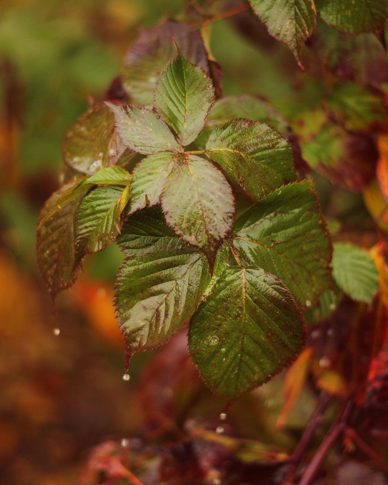 Photograph by Мария Рудак