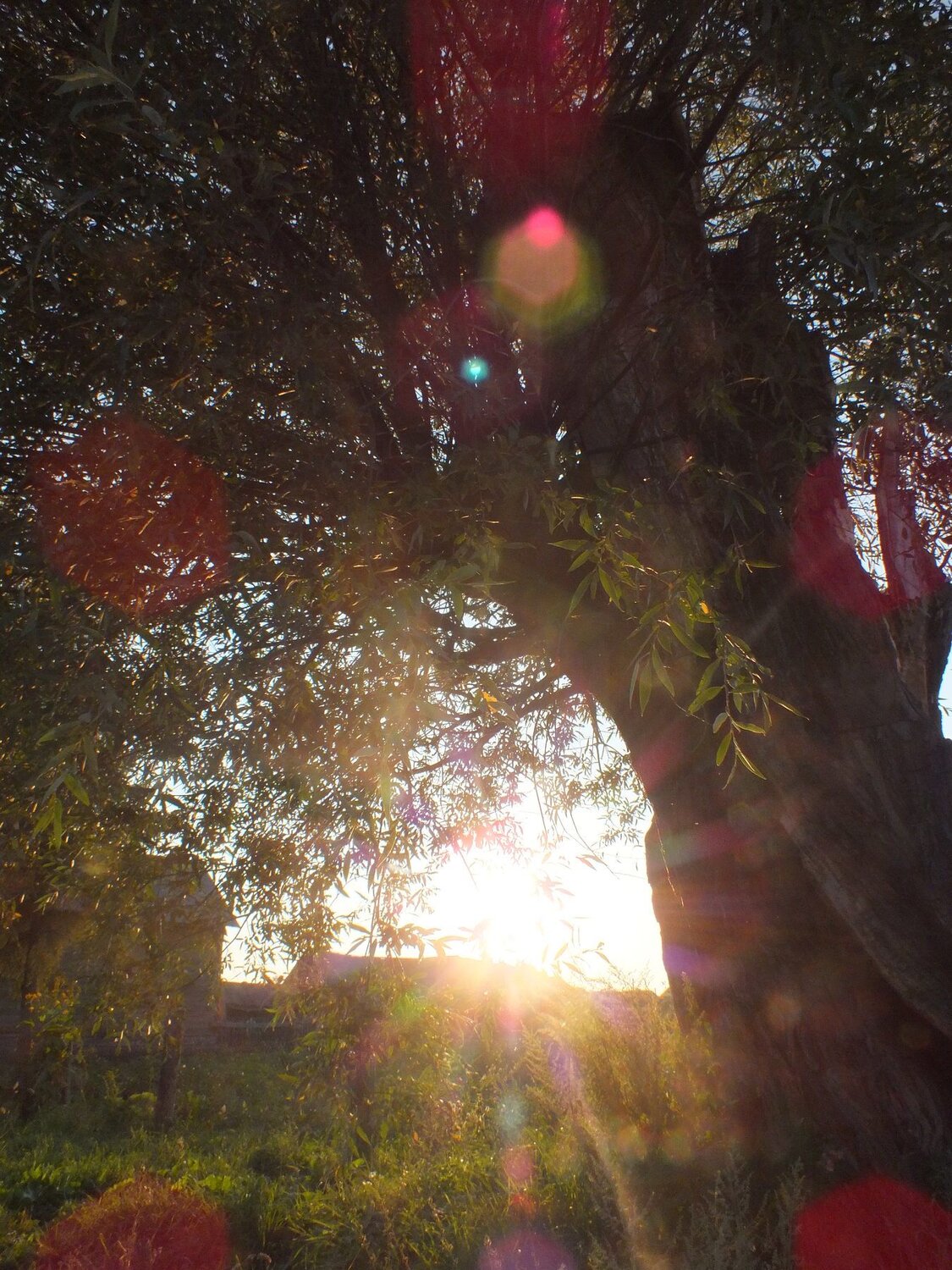 Photo #4250541