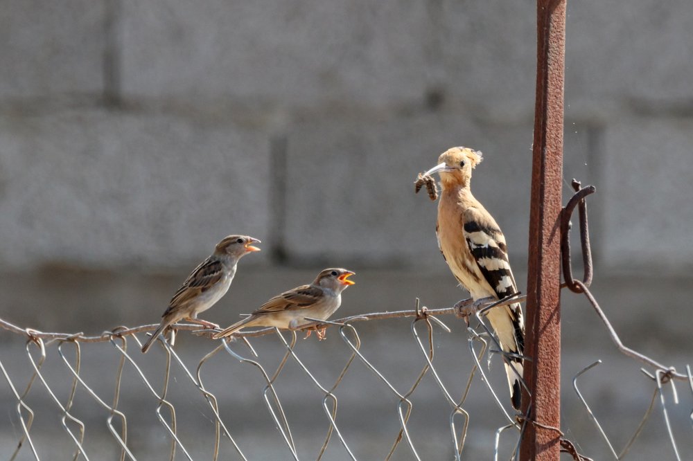 Photograph by Антон Мироненко-Маренков