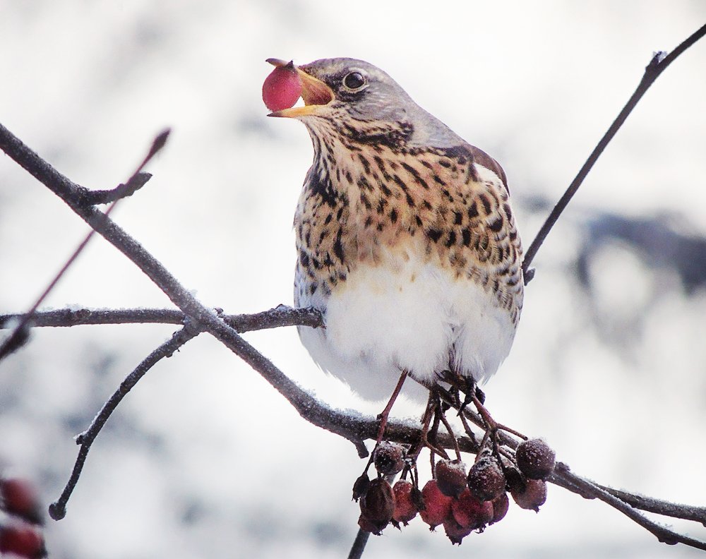 Photograph by Елена Кондратьева