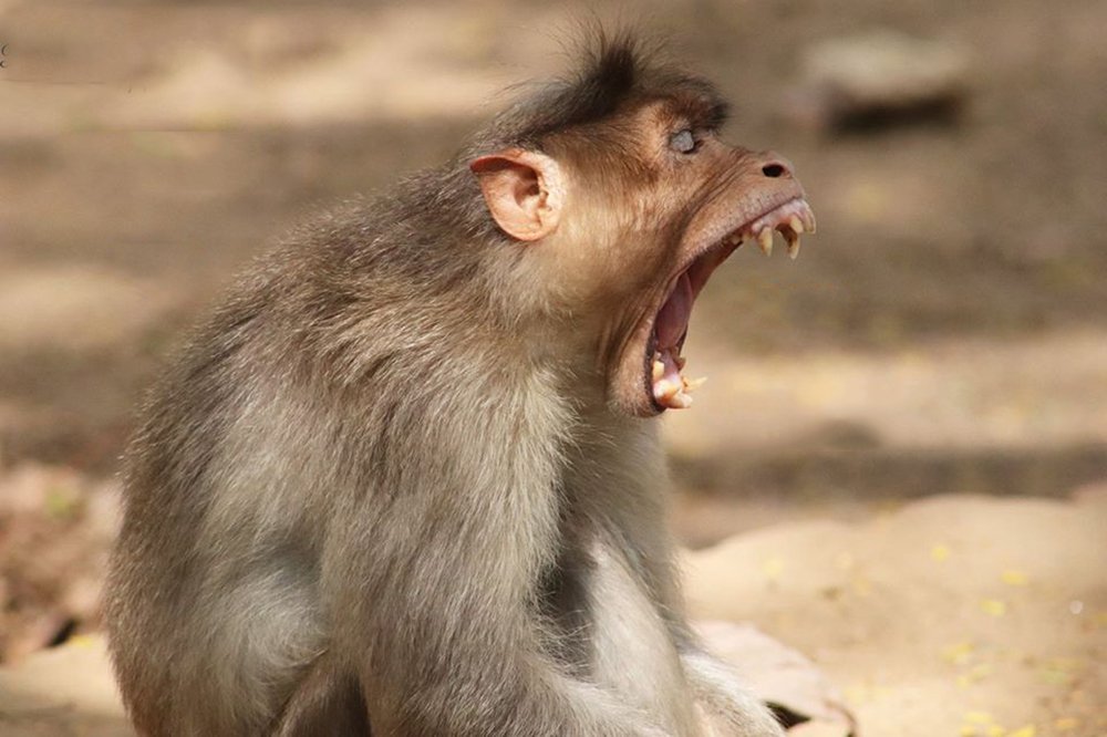 Photograph by PERUMAL VELLINGIRI