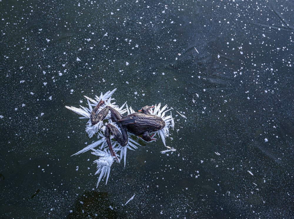 Photograph by Света и Вася