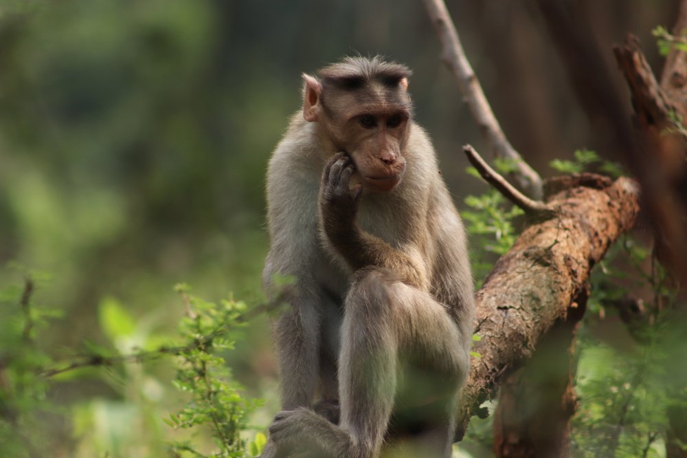 Photograph by PERUMAL VELLINGIRI