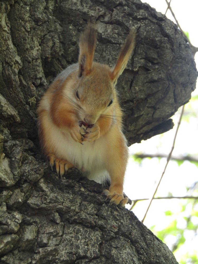 Photo #4250810