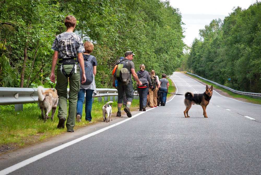 Hiking with dogs