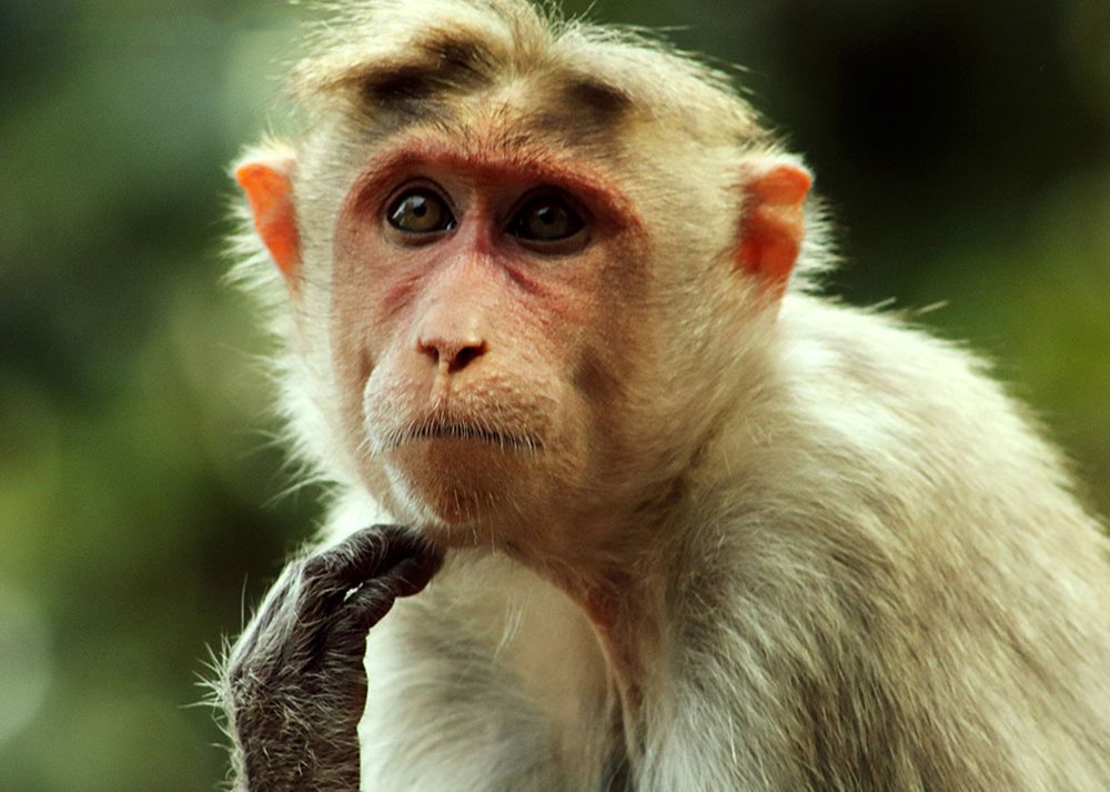 Photograph by PERUMAL VELLINGIRI