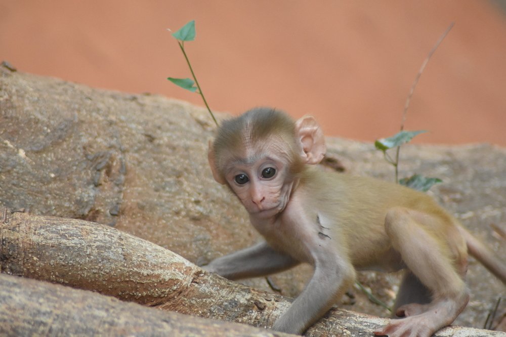Photograph by Rahul kola