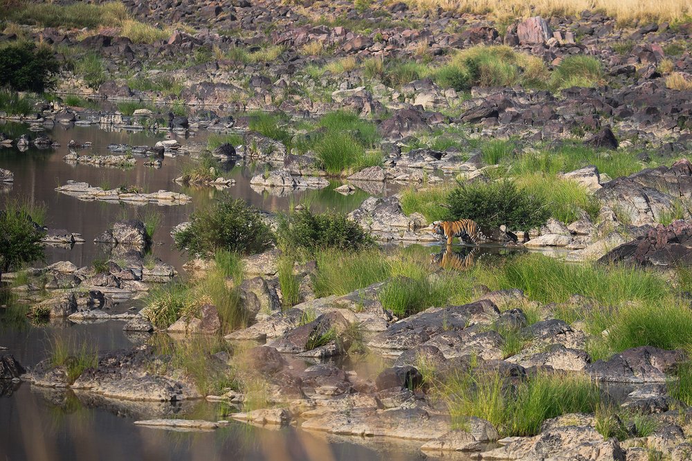 Tiger on a river canvas