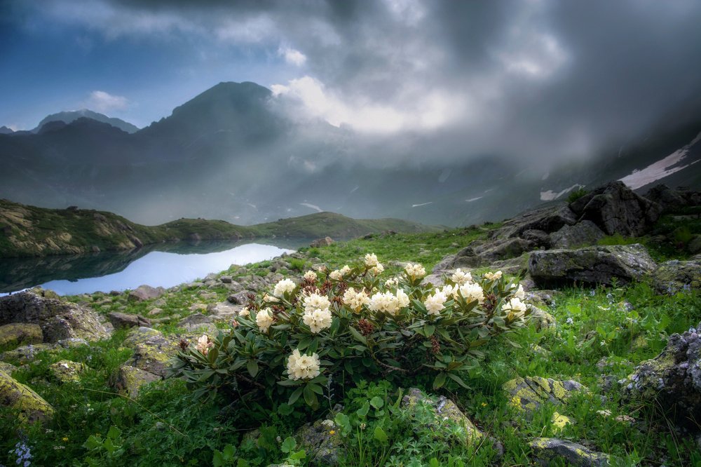 Загеданские рододендроны