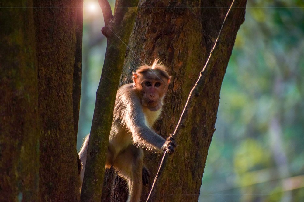 Photograph by SIBIN PINHEIRO