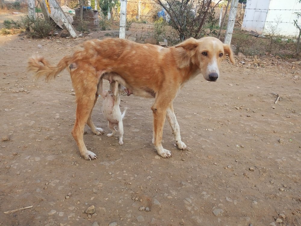 Photo #4251284