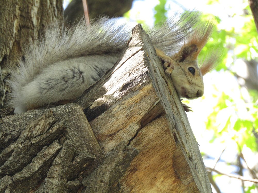 Photograph by Елена Грибанова