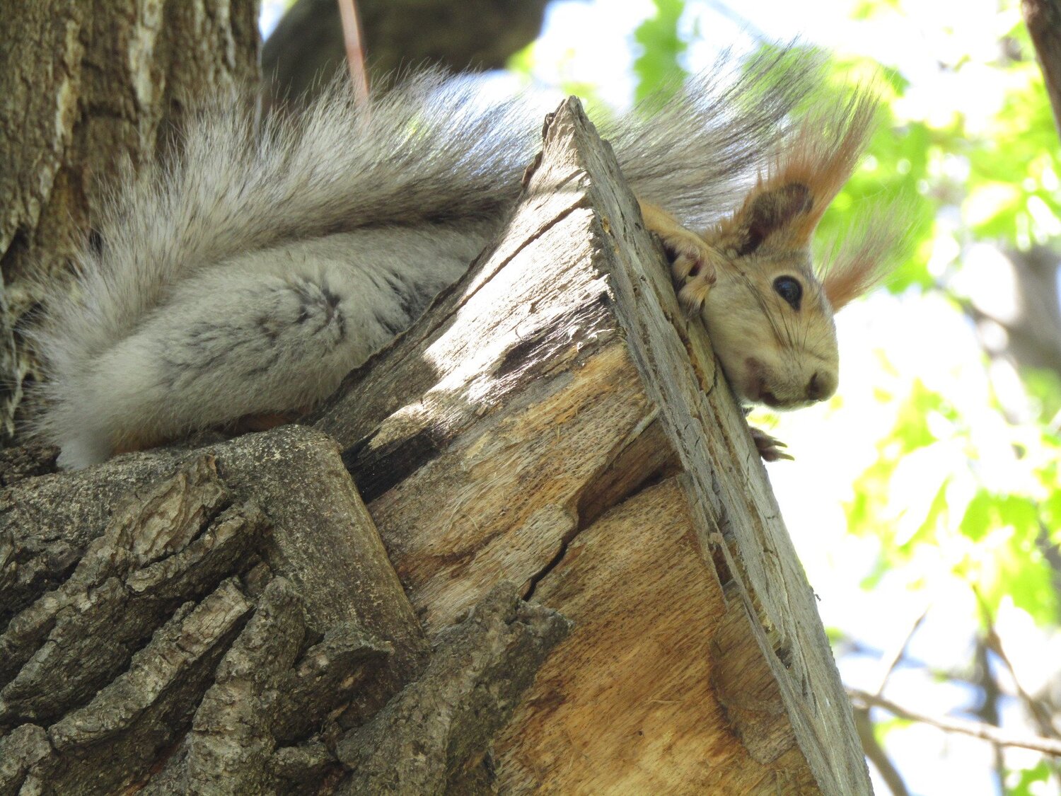 Photo #4251333