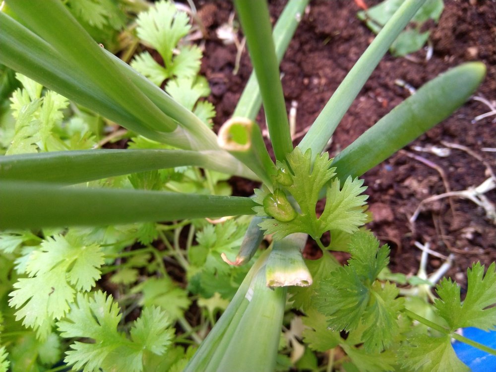 Фотография автора Jayed Wahib Ul Malik