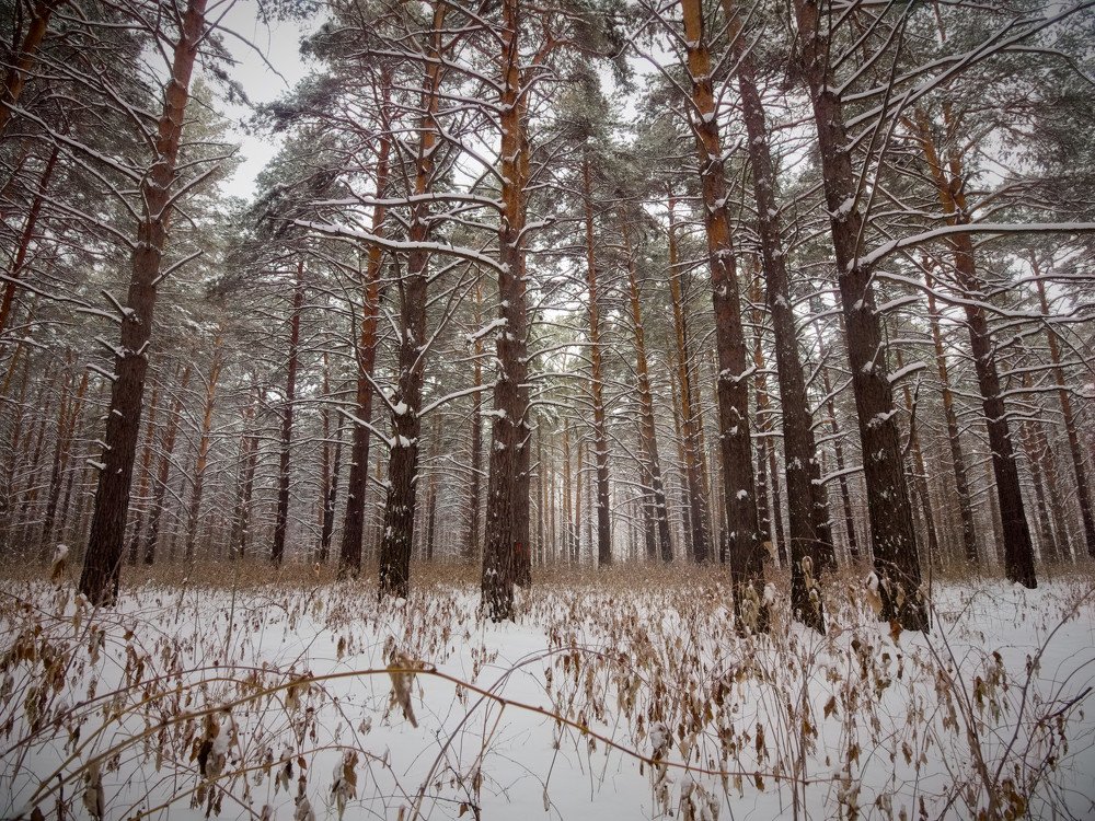 Зимние ритмы соснового леса