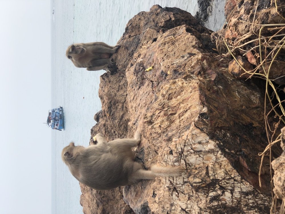 Monkey beach, Ko Larn island