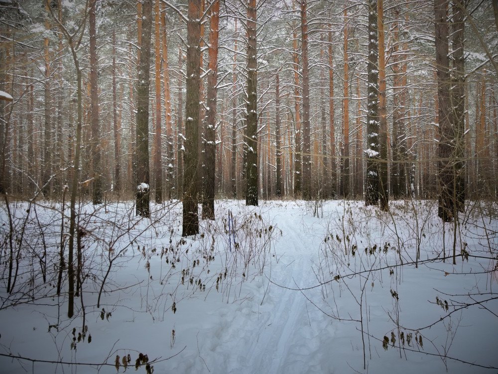 Сосновый ритм