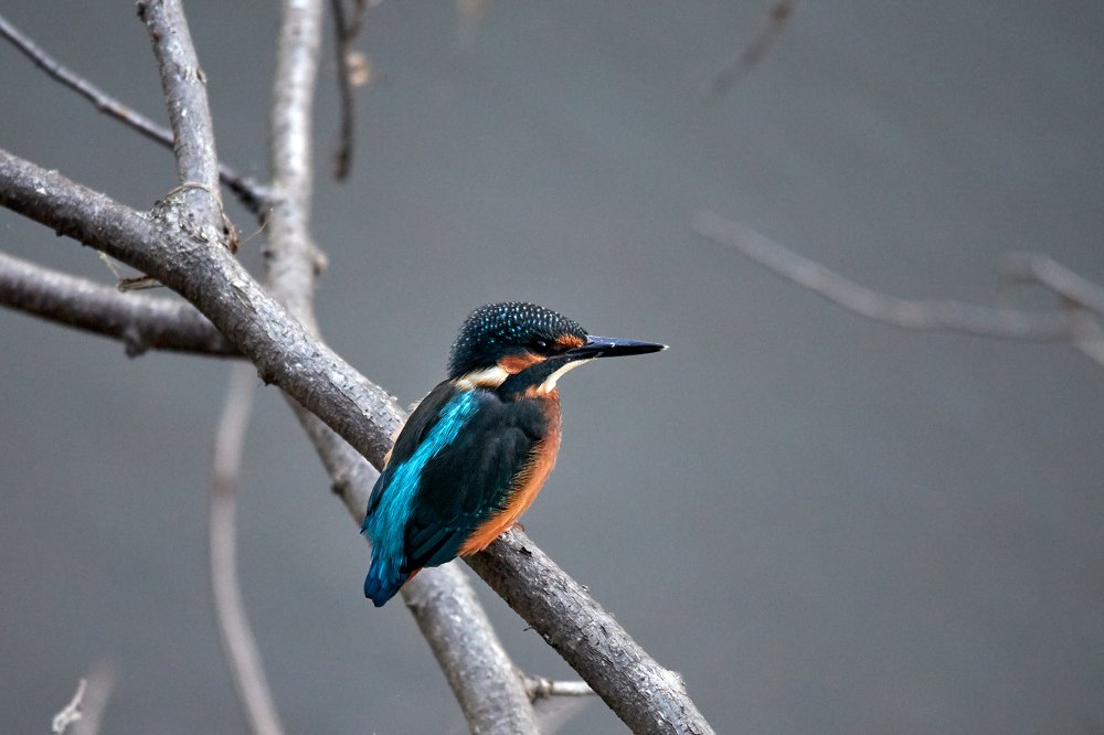 Photograph by Илья Прокшин