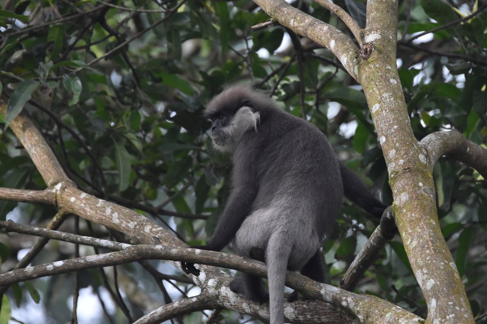 Photograph by Karuna Premalal Wanigasekara Arachchilage