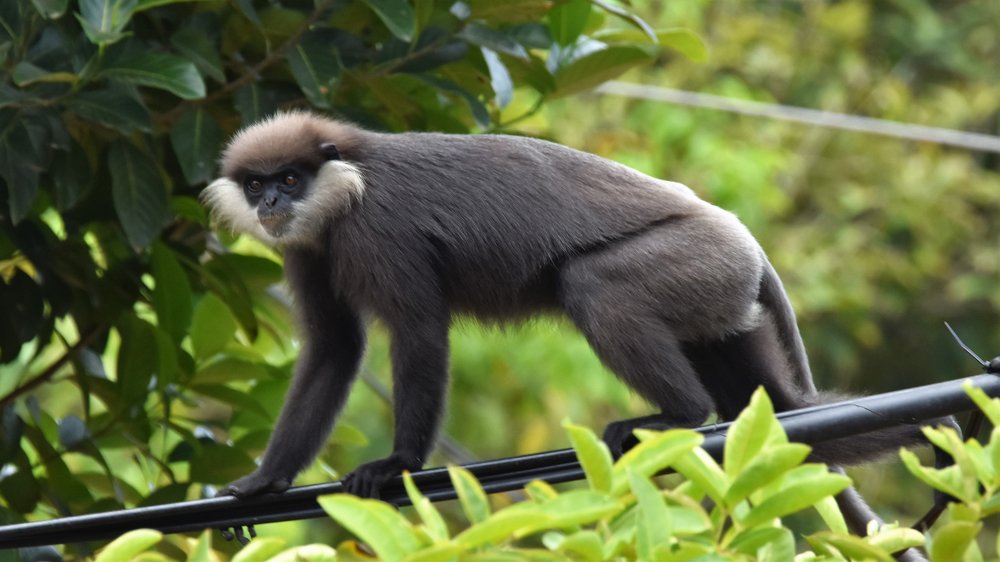 Photograph by Karuna Premalal Wanigasekara Arachchilage