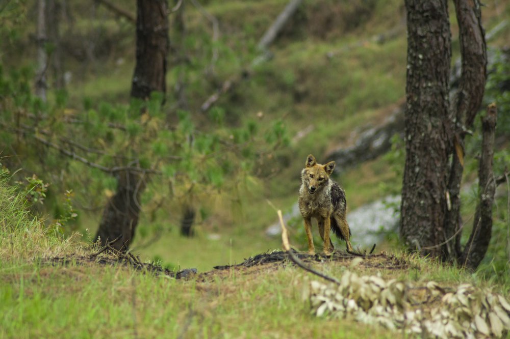 THE DAY WHEN I FACE THE FEAR TO CLICK IN THE WILD ..