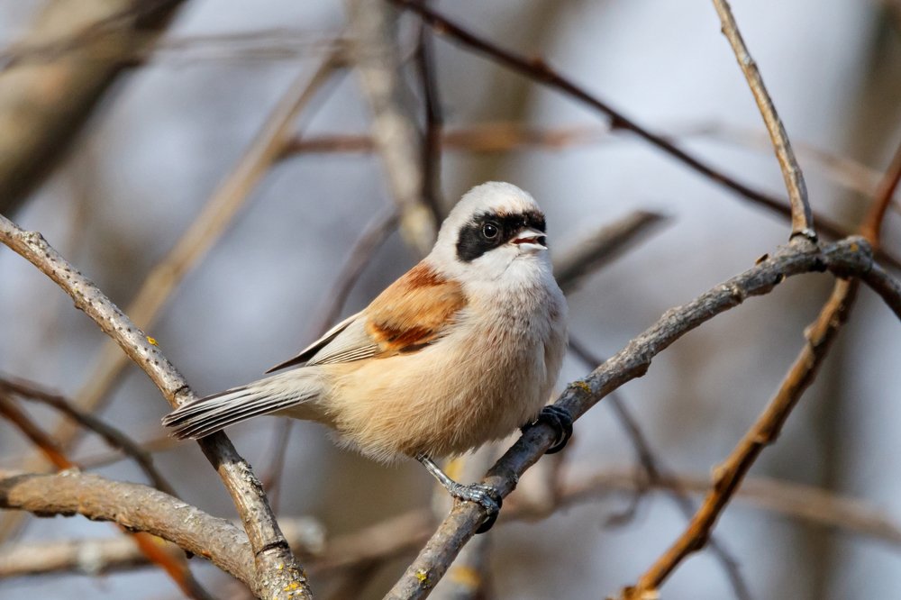 Photograph by Антон Мироненко-Маренков